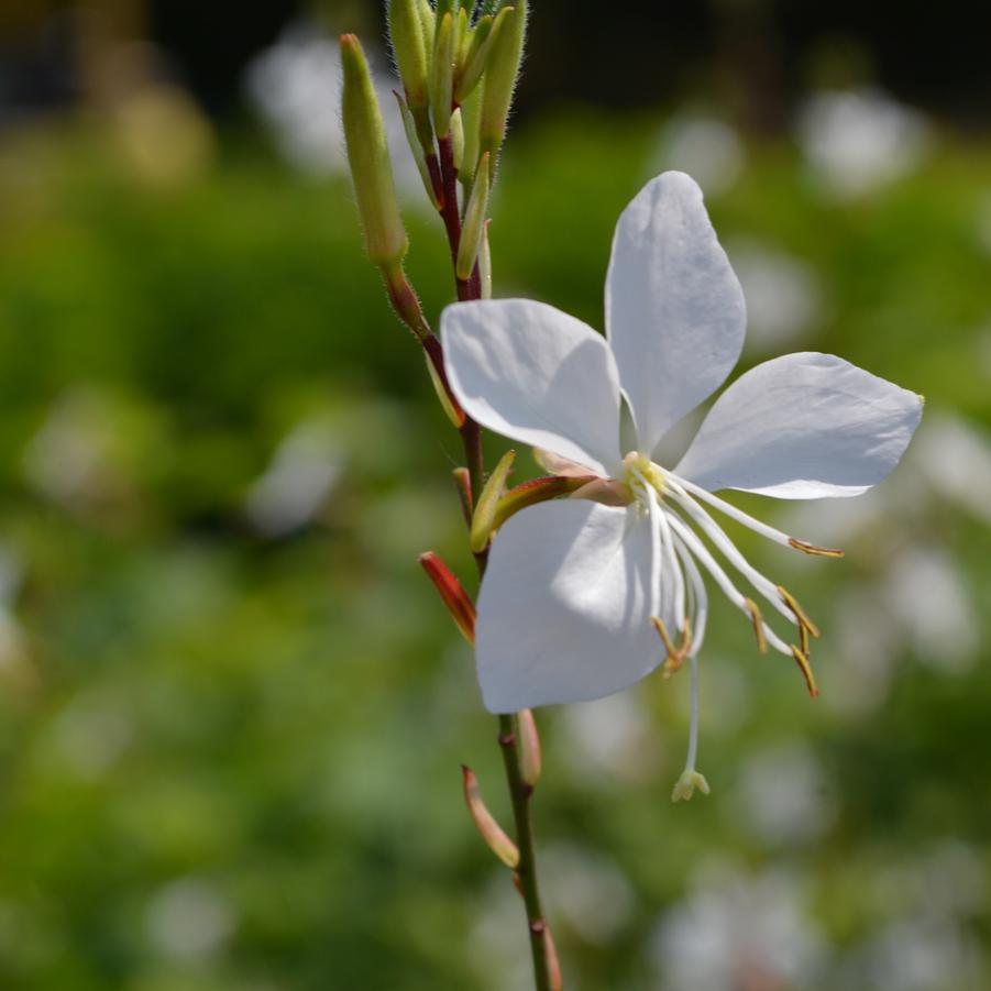 Gaura 'So White' - from Babikow Wholesale Nursery