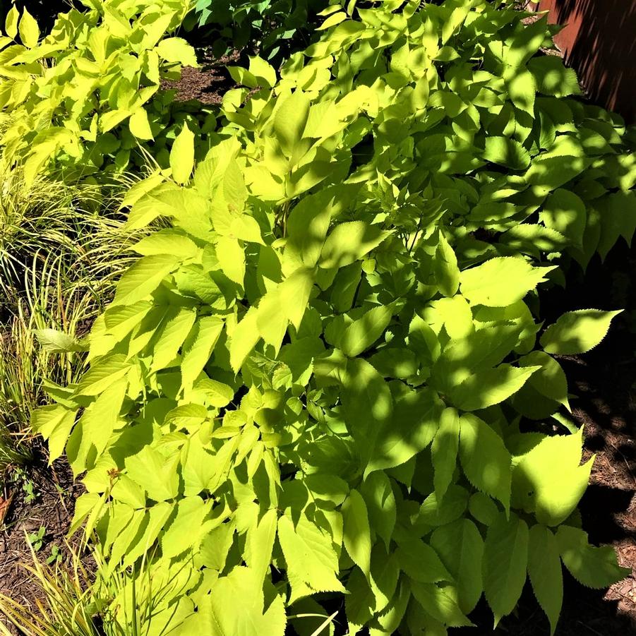 Aralia cordata 'Sun King' - from Babikow Wholesale Nursery