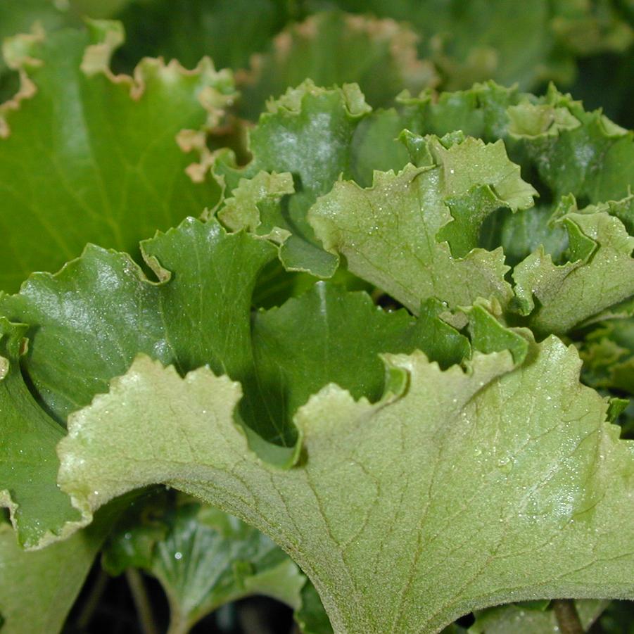 Farfugium 'Crispatum' - Crested Leopard Plant from Babikow Wholesale Nursery