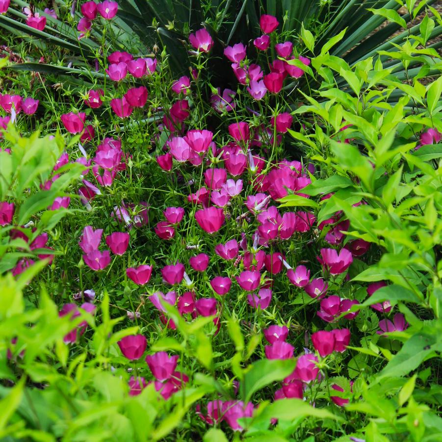 Callirhoe involucrata - Wine Cups from Babikow Wholesale Nursery