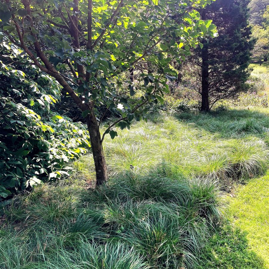 Carex socialis - Low Woodland Sedge from Babikow