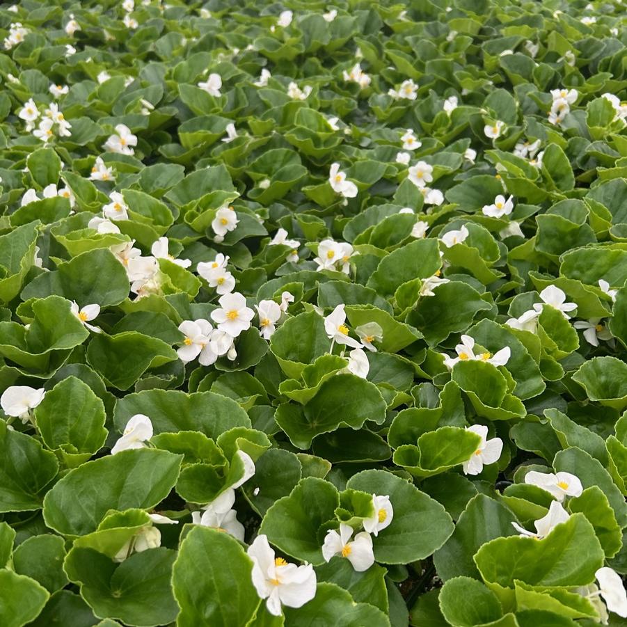 Begonia Big 'White with Green Leaf' - from Babikow Wholesale Nursery