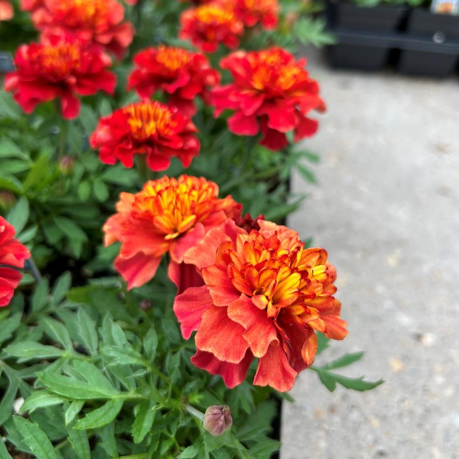 Marigold 'Strawberry Blonde' - from Babikow Wholesale Nursery