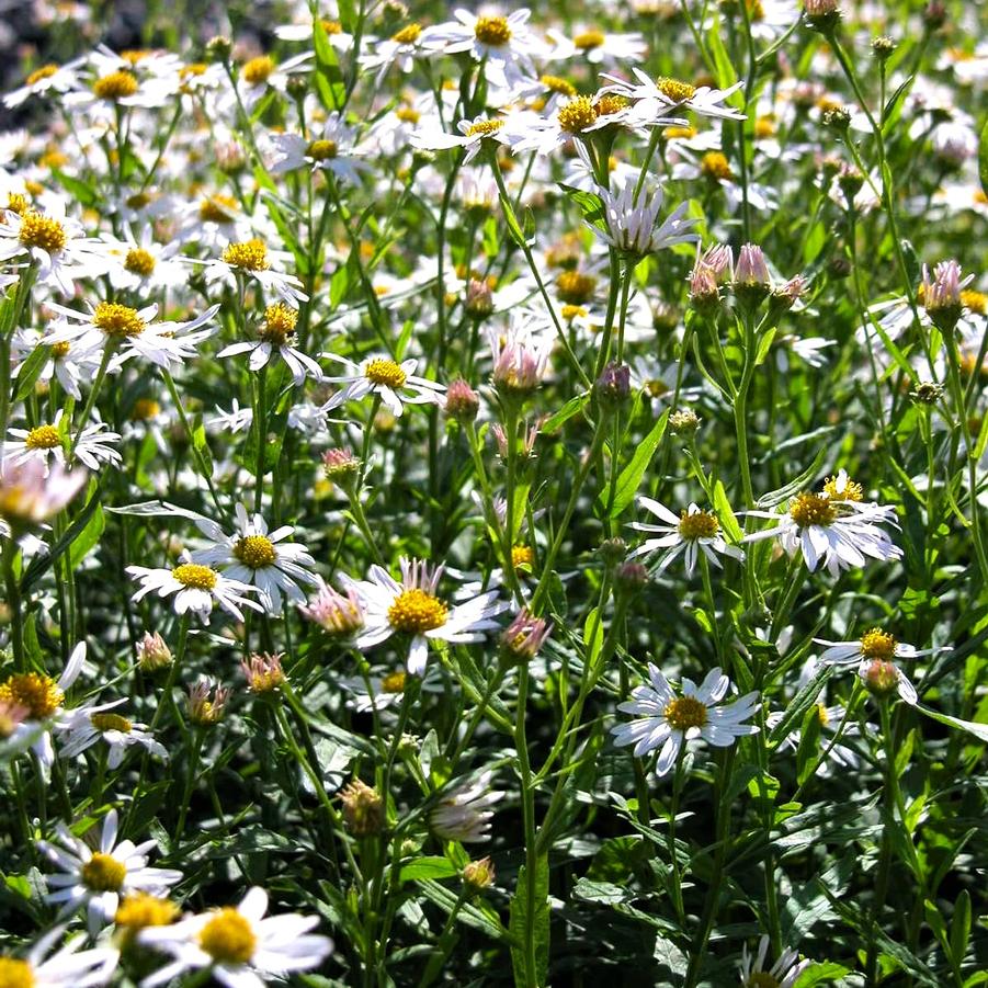 Kalimeris int. 'Daisy Mae' - Japanese Aster from Babikow Wholesale Nursery