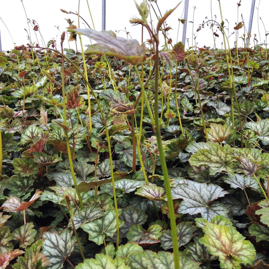 Heuchera ame. 'Dale's Strain' - Coral bells from Babikow Wholesale Nursery