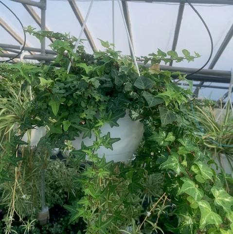 Mixed Ivy Hanging Basket-Mixed Varieties - from Babikow