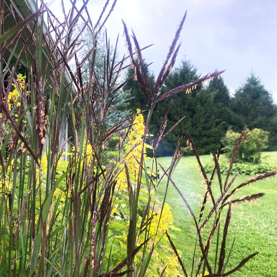 Andropogon 'Blackhawks' - Blackhawks Big Blue Srem from Babikow Wholesale Nursery