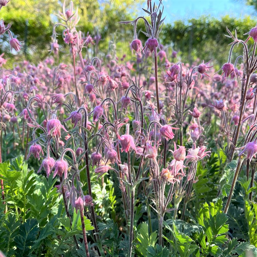 Geum triflorum - Prairie Smoke from Babikow Wholesale Nursery