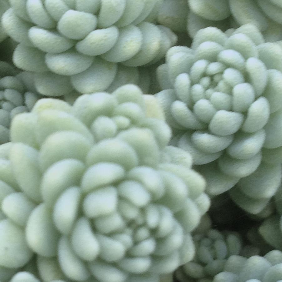 Sedum dasyphyllum - Stonecrop from Babikow Wholesale Nursery