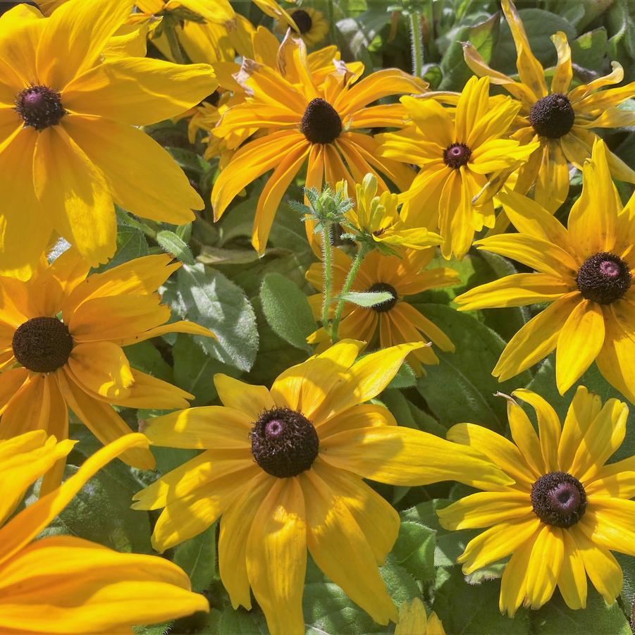 Rudbeckia hirta 'Indian Summer' - from Babikow Wholesale Nursery