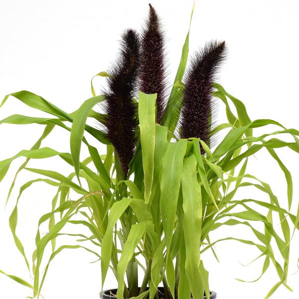 Pennisetum Glaucum 'Jade Princess' - Ornamental Millet from Babikow