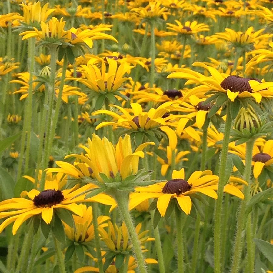 Rudbeckia deamii - Deam's Coneflower from Babikow Wholesale Nursery