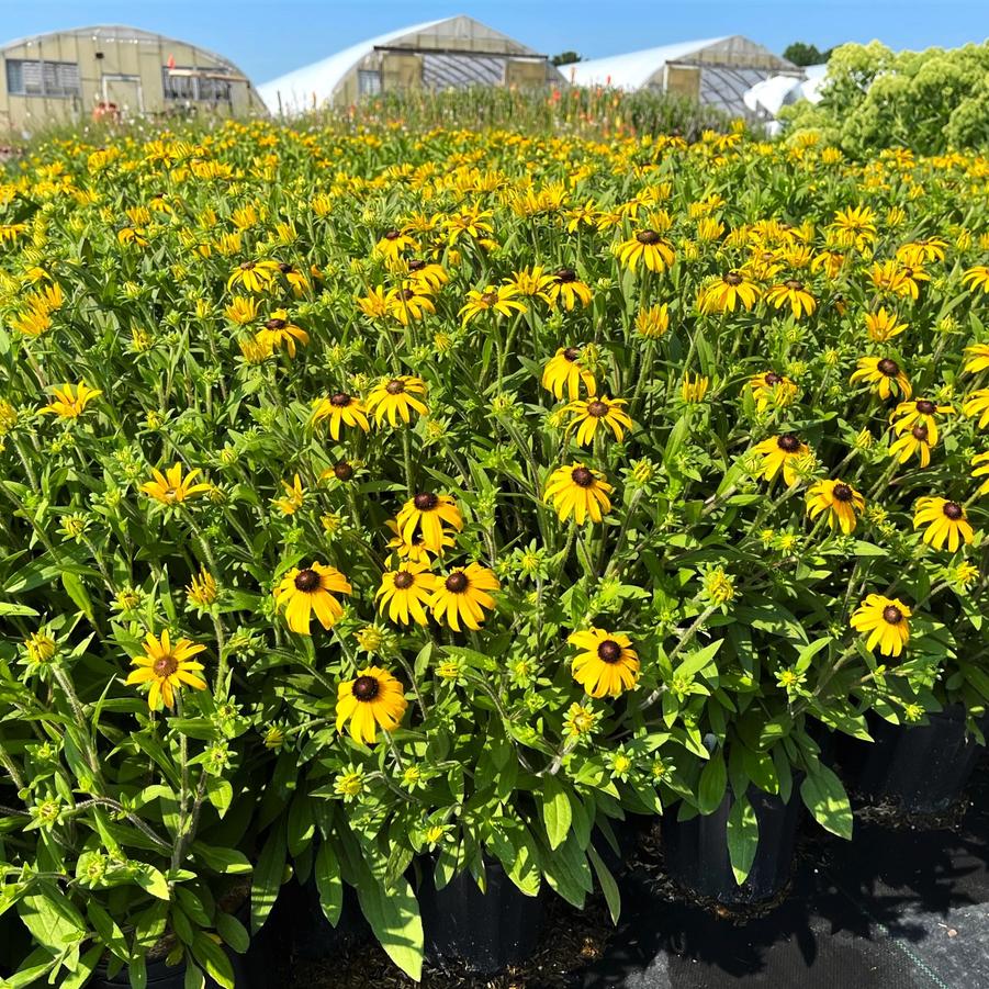 Rudbeckia ful. 'American Gold Rush' - from Babikow Wholesale Nursery