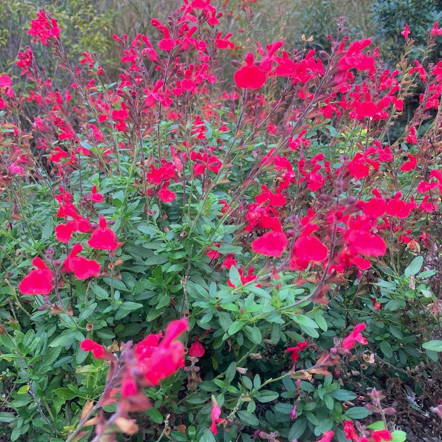 Salvia x 'Artic Blaze Red' - from Babikow Wholesale Nursery