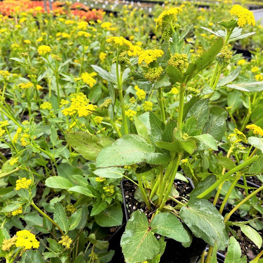 Zizia aptera - Heartleaf Meadow Parsnip from Babikow Wholesale Nursery