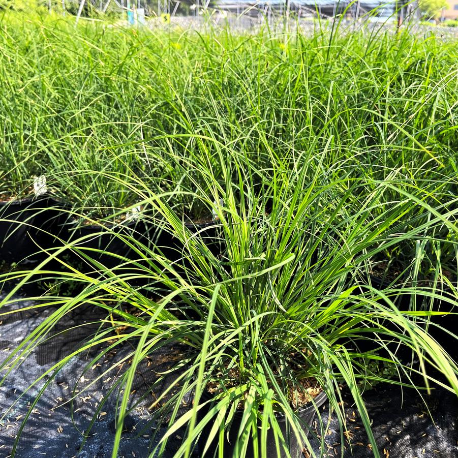 Carex woodii - Wood's Sedge from Babikow Wholesale Nursery