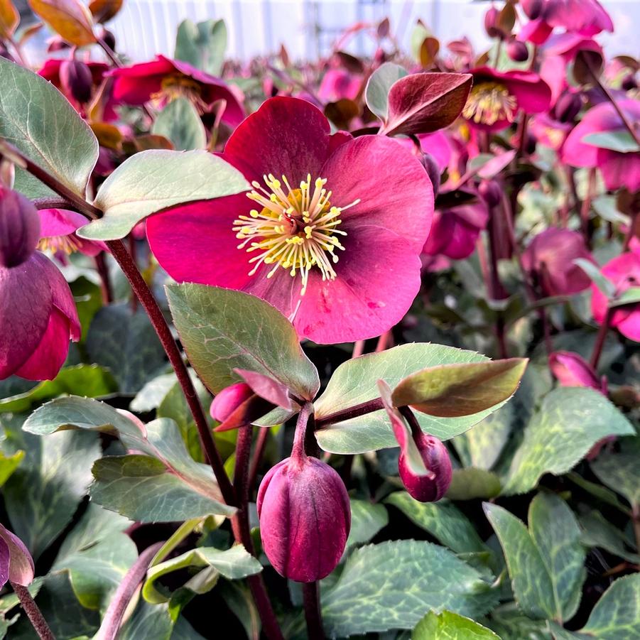 Helleborus 'Frostkiss Anna's Red' - from Babikow Wholesale Nursery