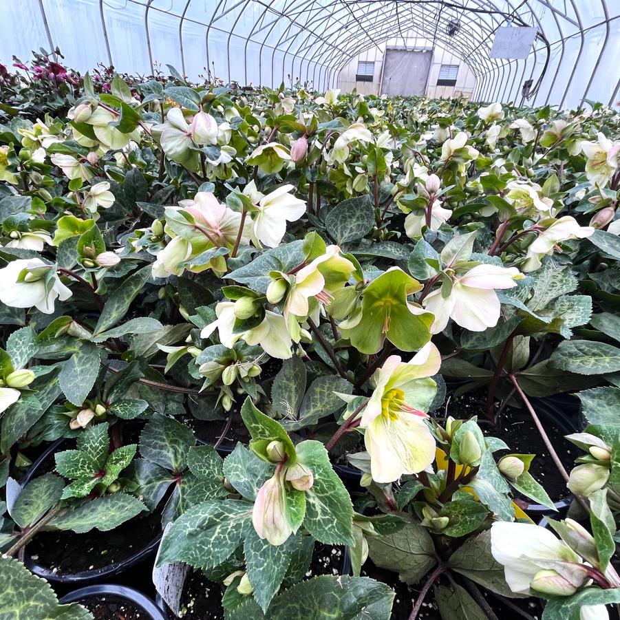 Helleborus 'Frostkiss Molly's White' - from Babikow Wholesale Nursery