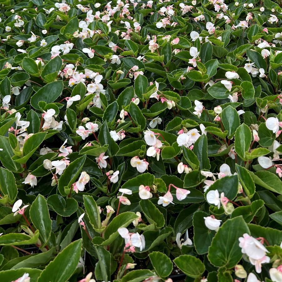 Begonia Dragon Wing 'White' - Begonia from Babikow Wholesale Nursery