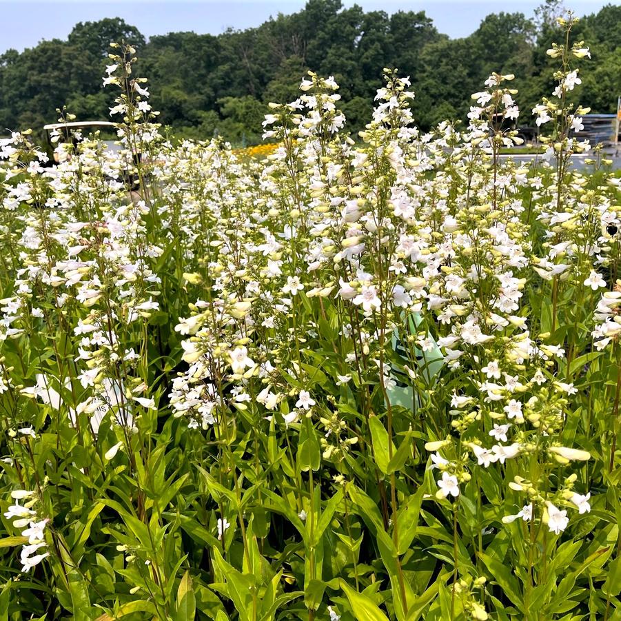 Penstemon digitalis - Beard Tongue from Babikow Wholesale Nursery