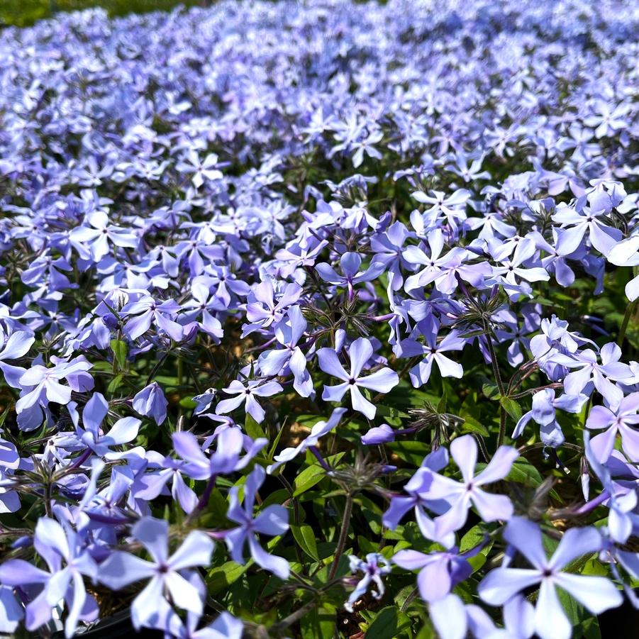 Phlox divaricata - Wild Blue Phlox from Babikow Wholesale Nursery