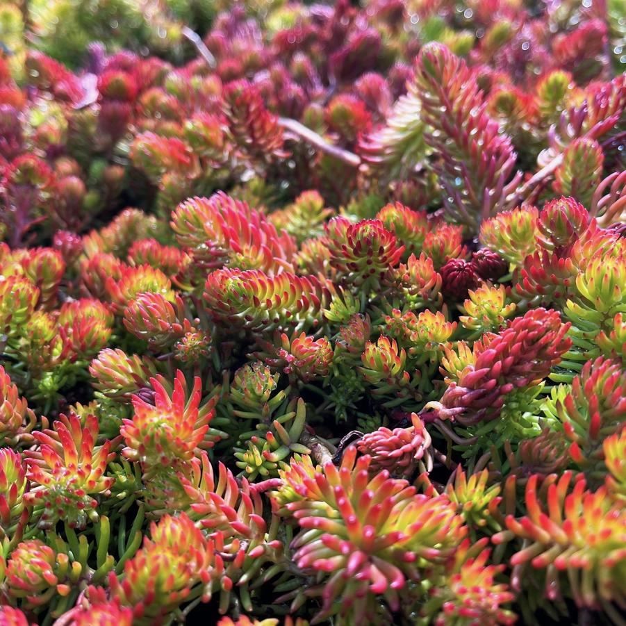 Sedum rup. 'Angelina' - Stonecrop from Babikow Wholesale Nursery