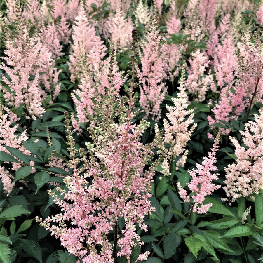 Astilbe are. 'Erika' - False Spirea from Babikow Wholesale Nursery