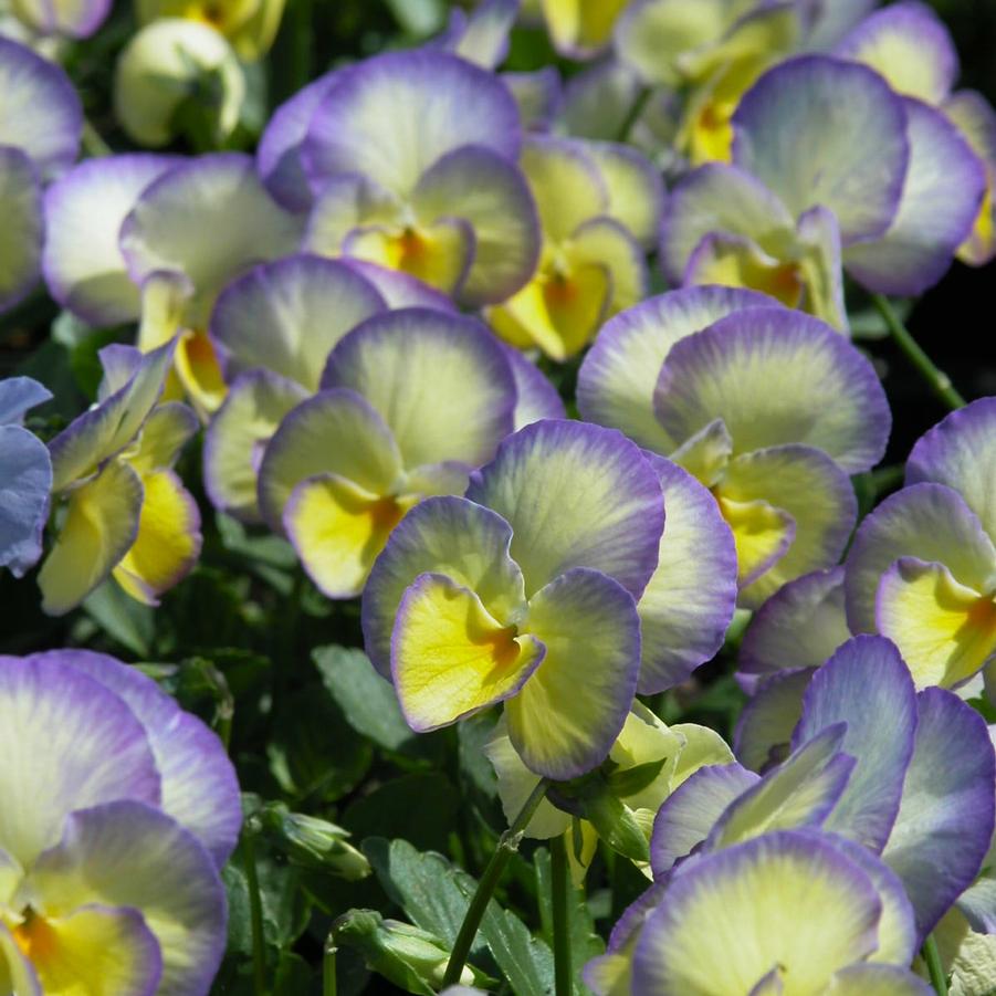 Viola 'Etain' - Violet from Babikow Wholesale Nursery