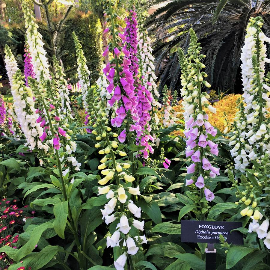 Digitalis pur. 'Excelsior Hybrids' - Foxglove from Babikow Wholesale Nursery