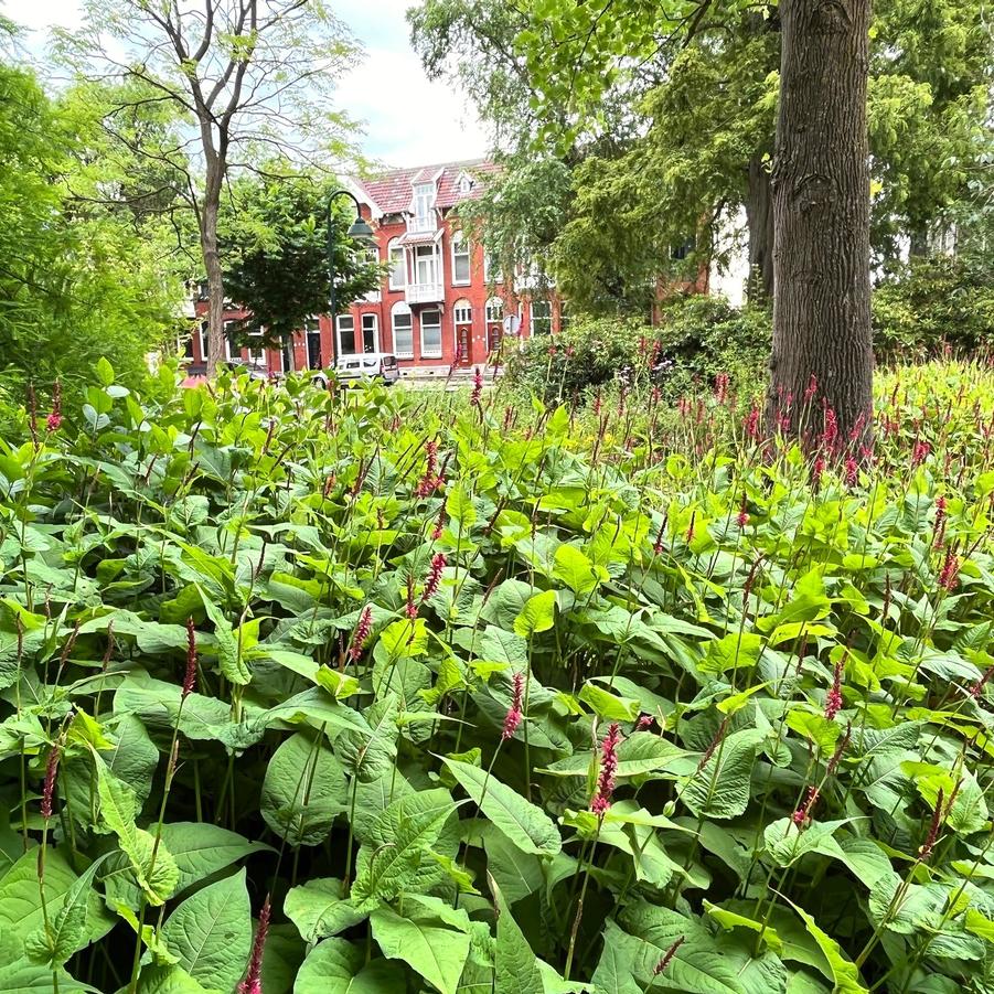 Persicaria amp. 'Firetail' - Fleeceflower from Babikow Wholesale Nursery