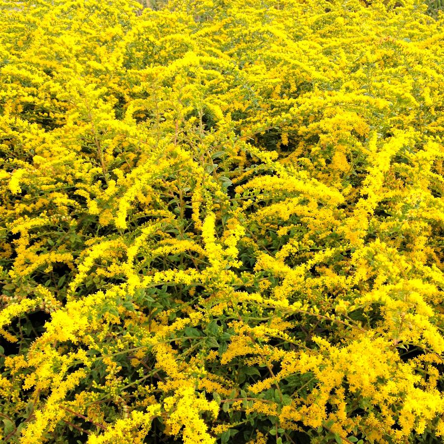 Solidago rug. 'Fireworks' - Goldenrod from Babikow Wholesale Nursery