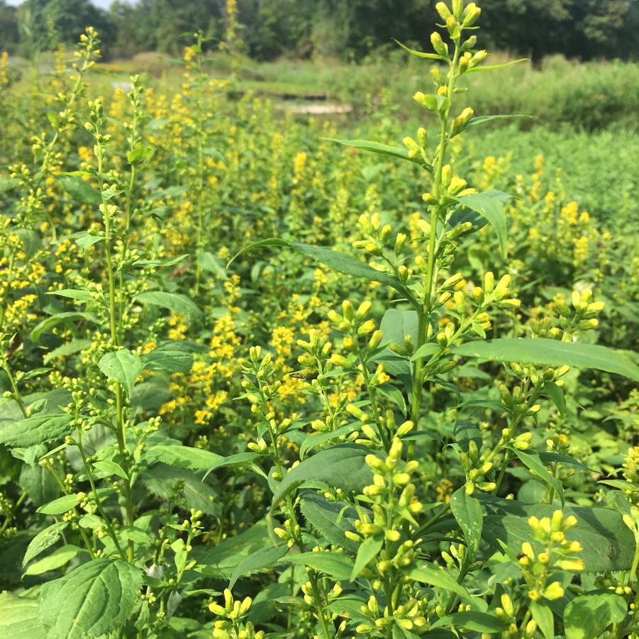 Solidago flexicaulis - Zig Zag Goldenrod from Babikow Wholesale Nursery