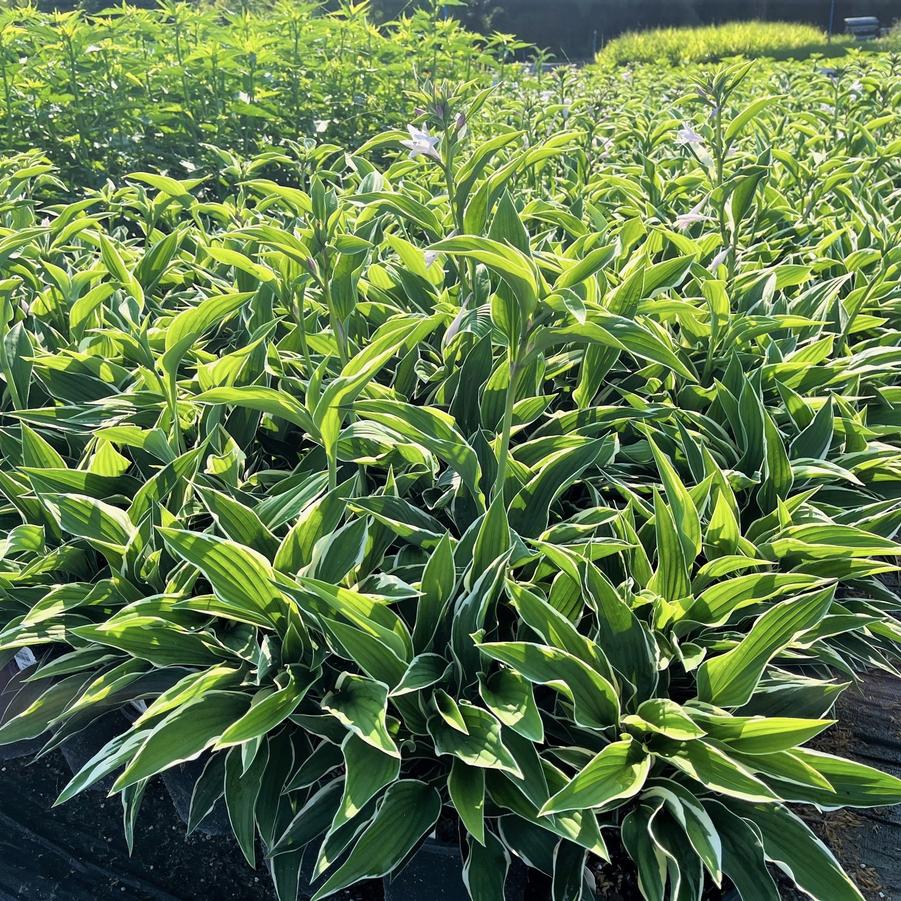 Hosta for. 'Francee' - Hosta from Babikow Wholesale Nursery