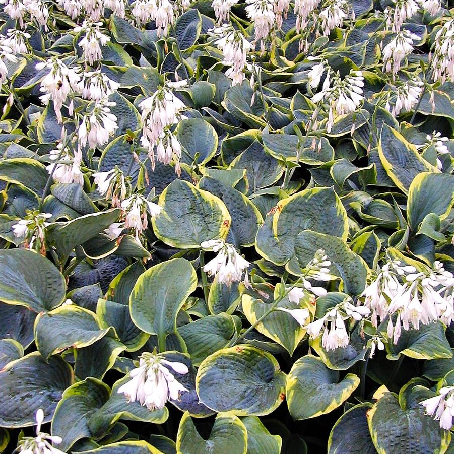 Hosta sie. 'Frances Williams' - Hosta from Babikow Wholesale Nursery