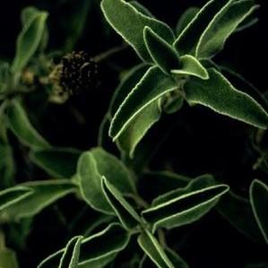 Phlomis fruiticosa - Jerusalem Sage from Babikow