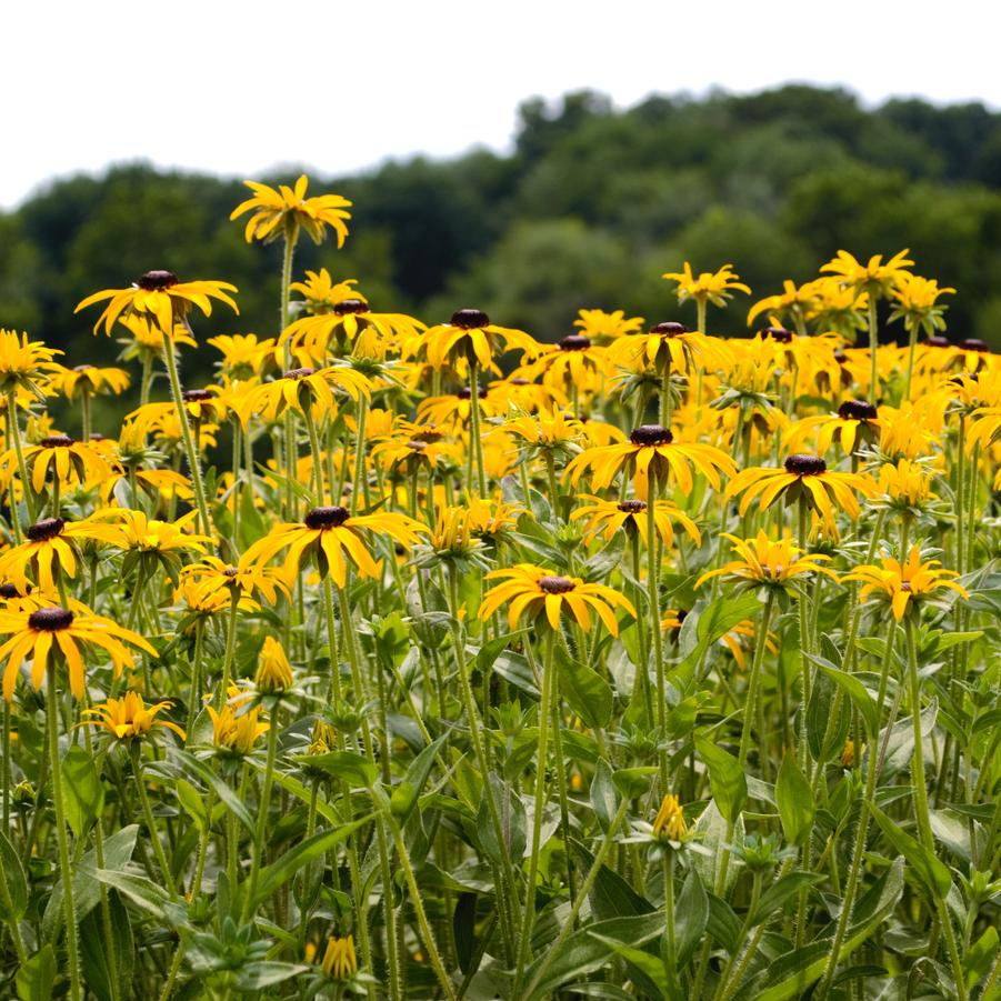 Rudbeckia fulgida - Coneflower from Babikow Wholesale Nursery