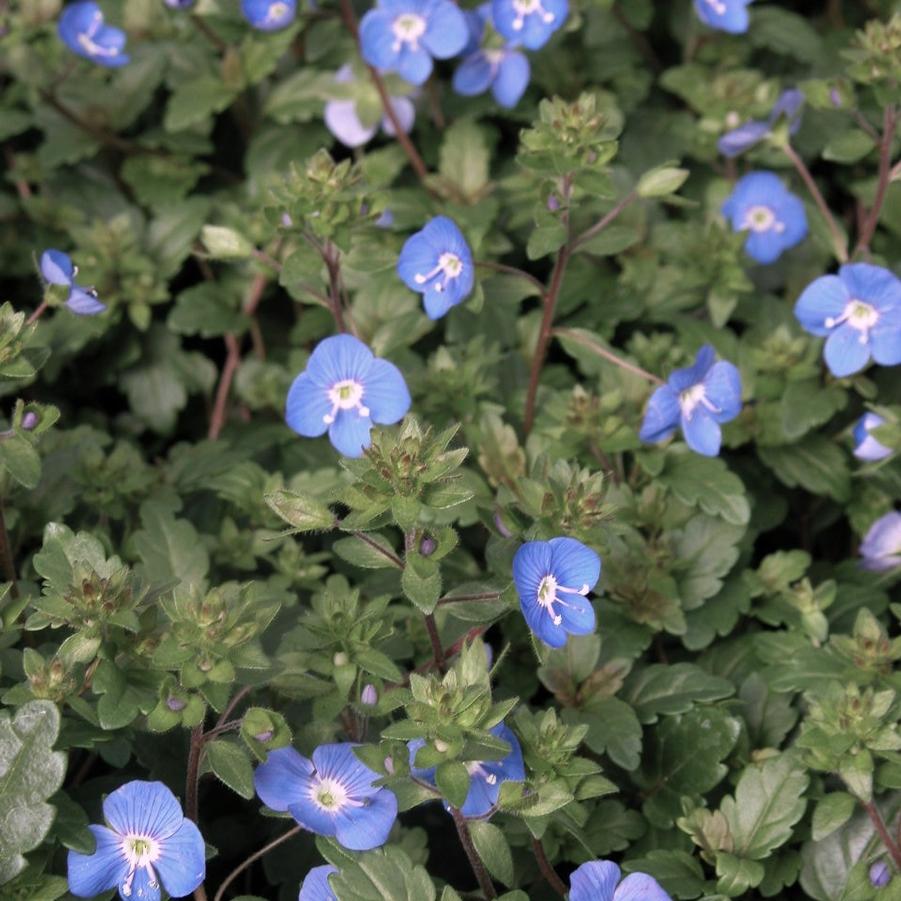 Veronica ped. 'Georgia Blue' - Speedwell from Babikow Wholesale Nursery