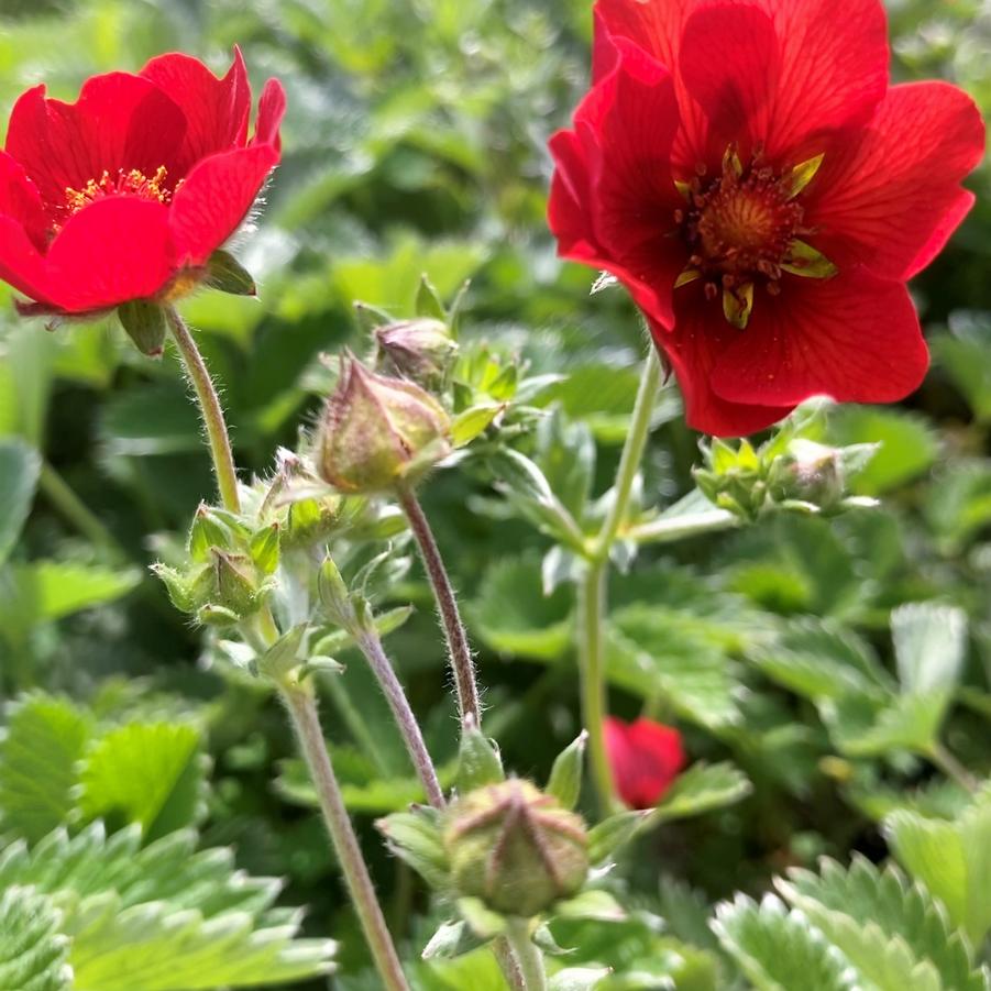 Potentilla 'Gibson's Scarlet' - Cinquefoil from Babikow Wholesale Nursery