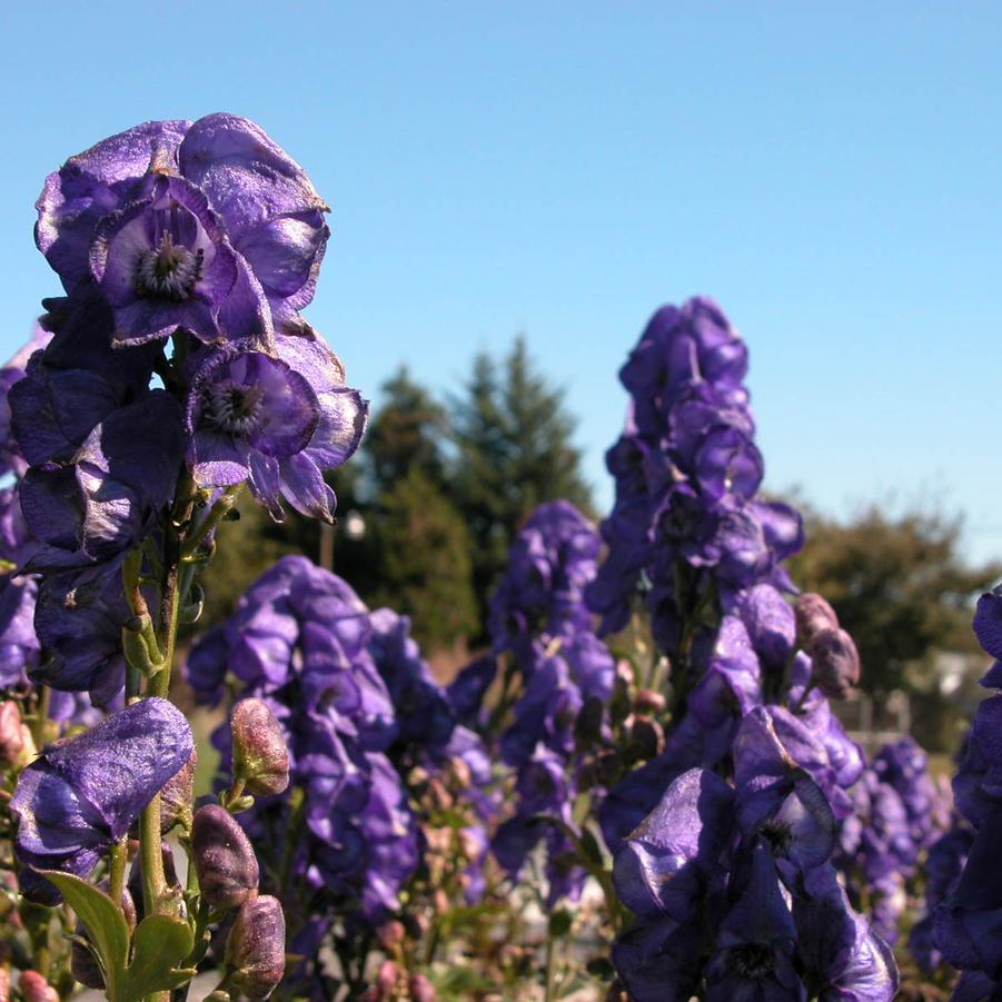 Aconitum car. 'Arendsii' - Monkshood from Babikow Wholesale Nursery