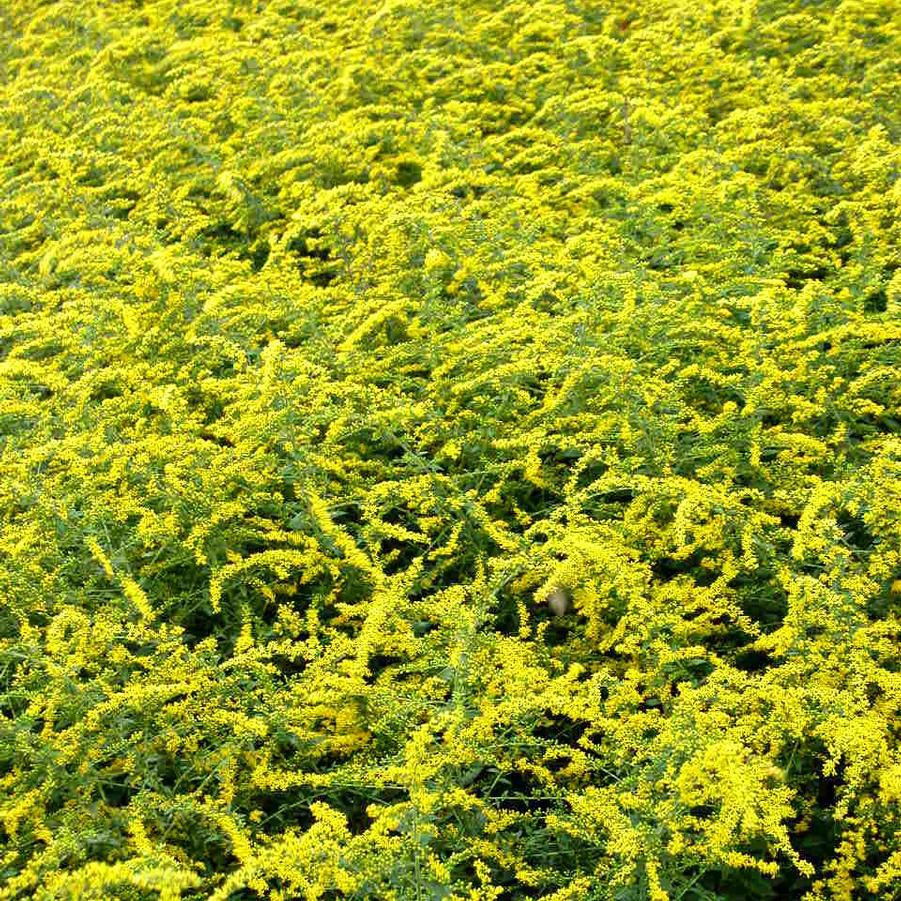 Solidago sph. 'Golden Fleece' - Goldenrod from Babikow Wholesale Nursery