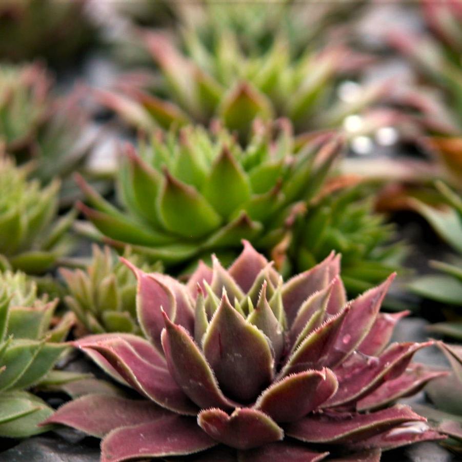 Sempervivum 'Hardy Mixed' - Hen and Chicks from Babikow Wholesale Nursery