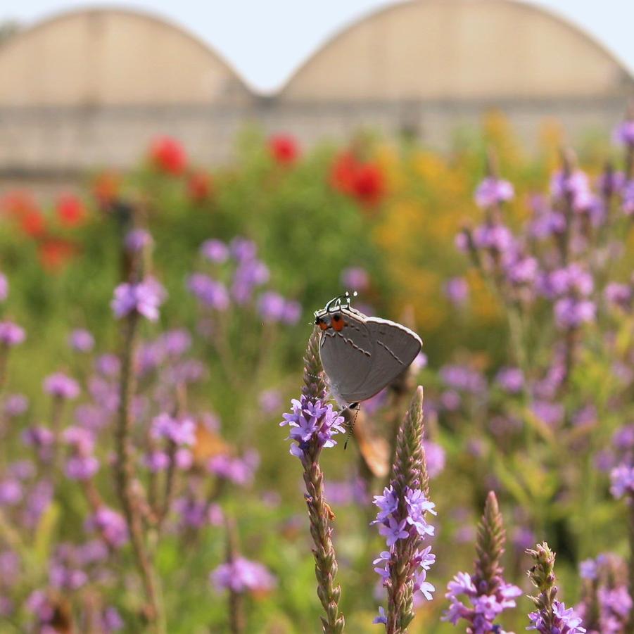 Verbena hastata - American Blue Vervain from Babikow Wholesale Nursery