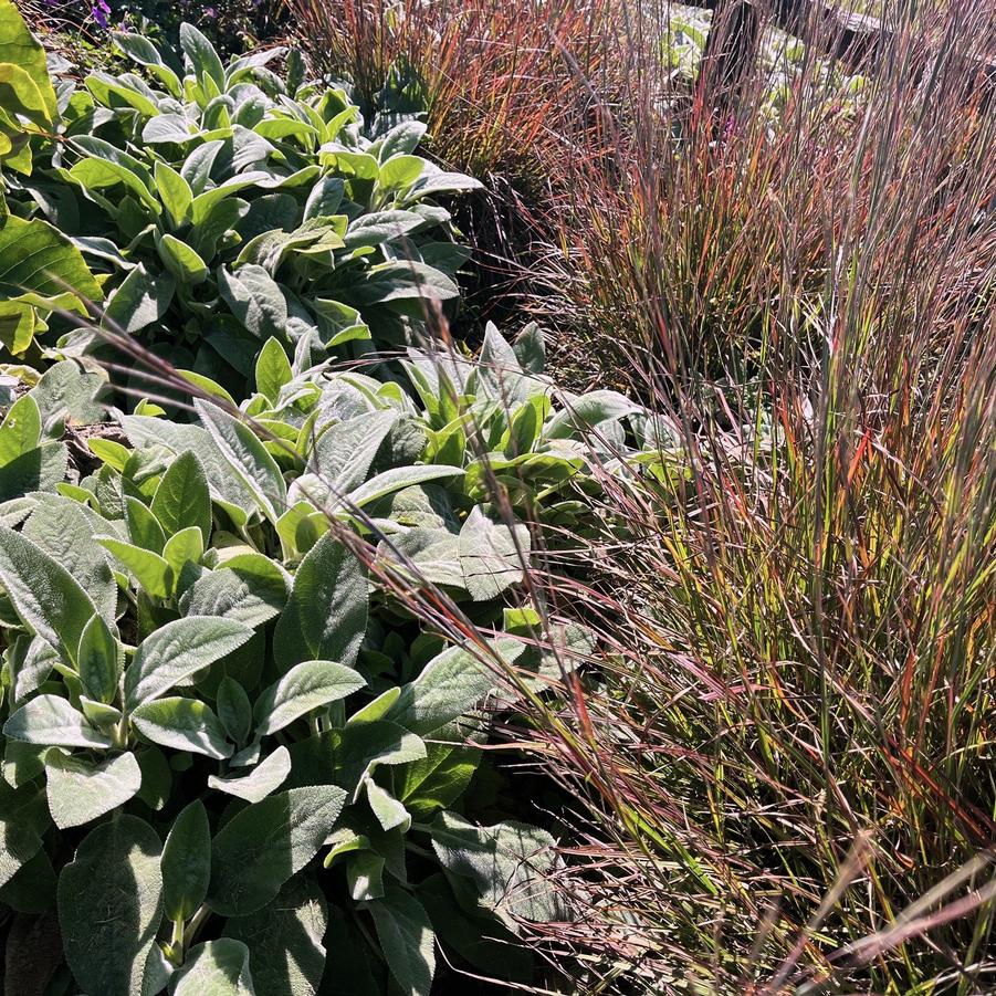 Stachys byz. 'Helene von Stein' - Lamb's Ear from Babikow Wholesale Nursery