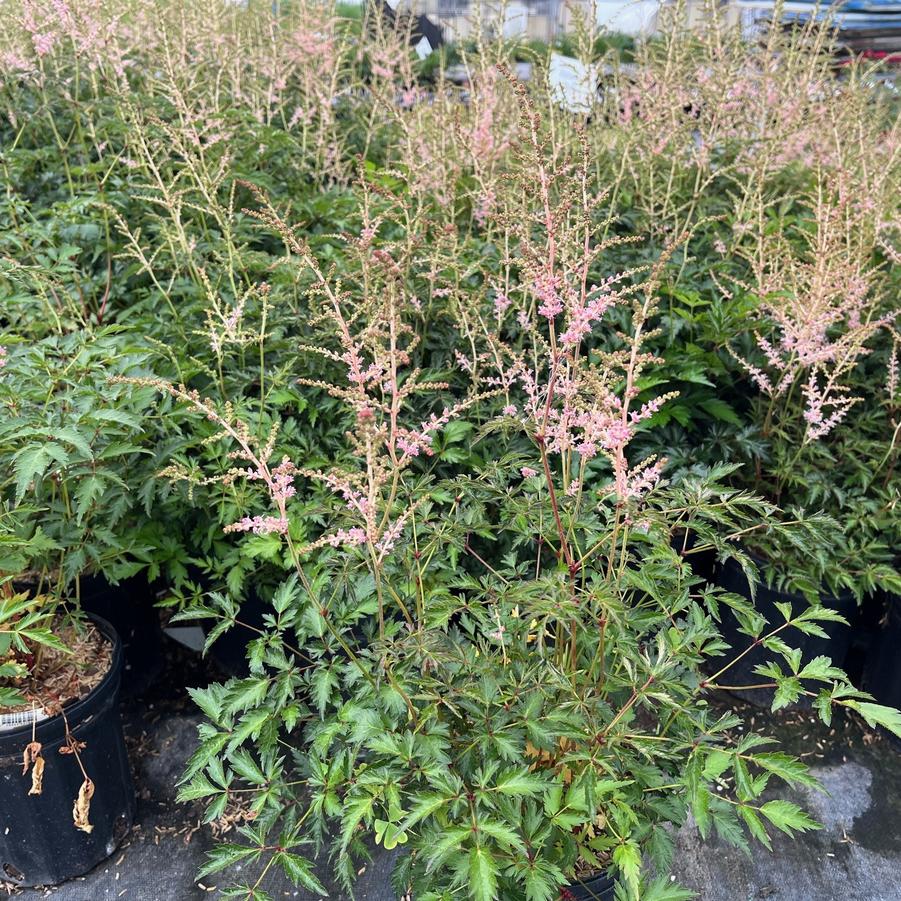 Astilbe sim. 'Henny Graafland' - False Spirea from Babikow Wholesale Nursery