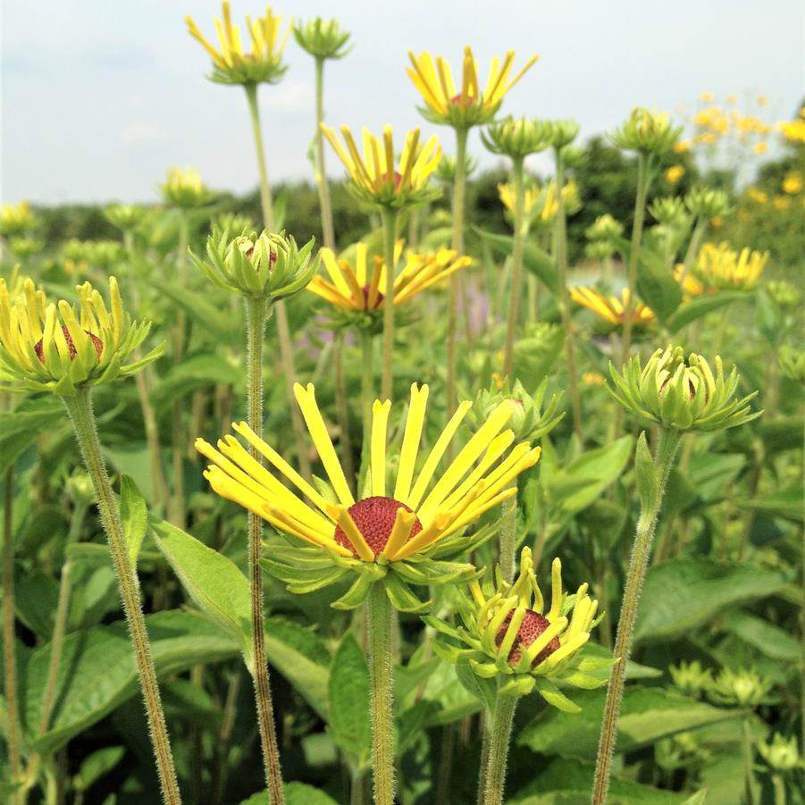 Rudbeckia sub. 'Henry Eilers' - Sweet Coneflower from Babikow Wholesale Nursery