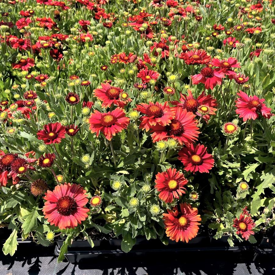 Gaillardia 'Arizona Red Shades' - Blanket Flower from Babikow Wholesale Nursery