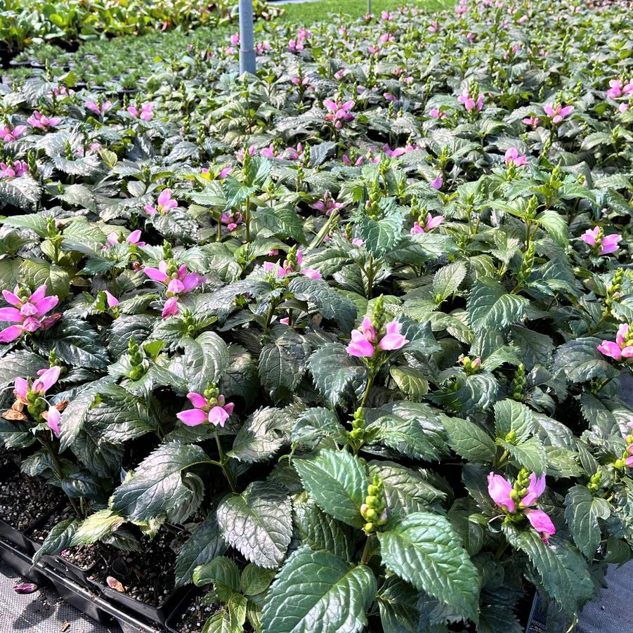 Chelone lyo. 'Hot Lips' - Turtlehead from Babikow Wholesale Nursery