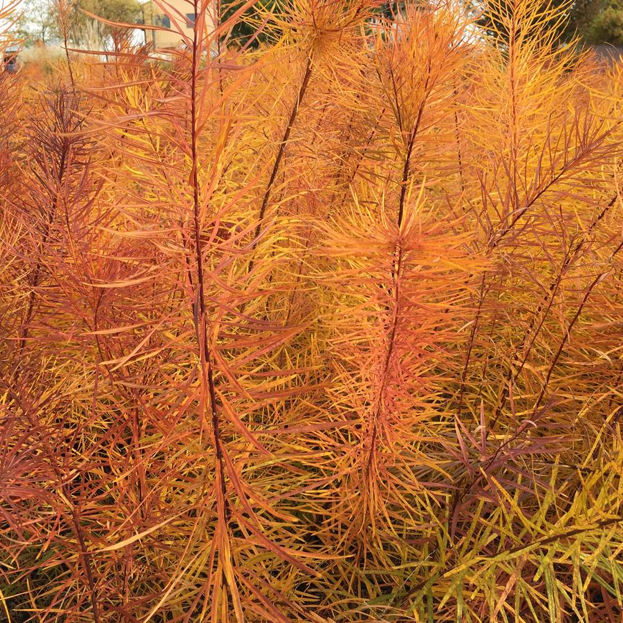 Amsonia hubrichtii - Thread leafed Bluestar from Babikow Wholesale Nursery