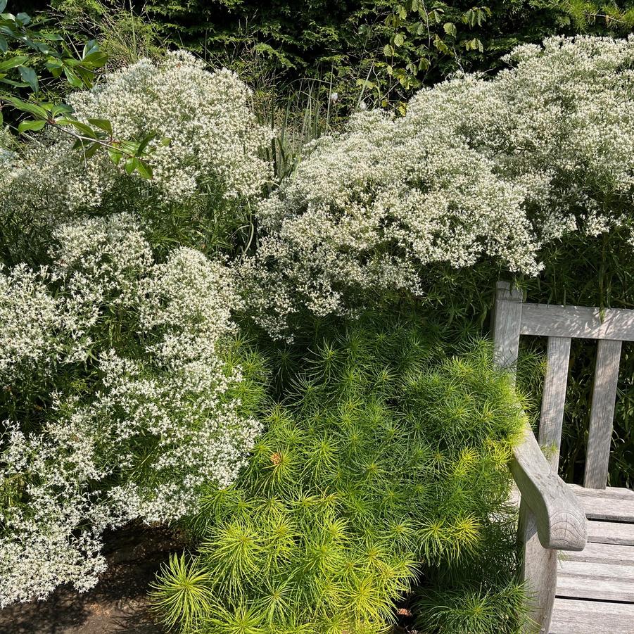 Eupatorium hyssopifolium - Hyssop-leaved Thoroughwort from Babikow Wholesale Nursery