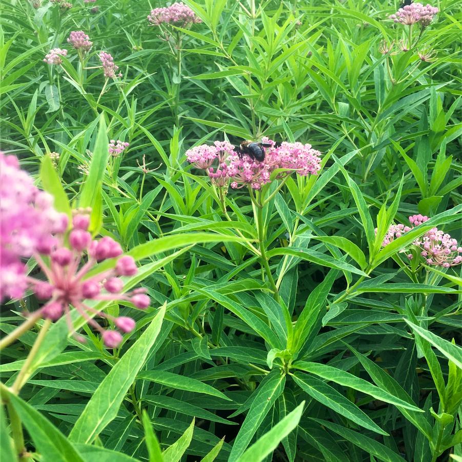 Asclepias incarnata - Swamp Milkweed from Babikow Wholesale Nursery